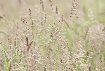 Yorkshirefoggrass, Holcus lanatus.