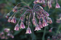 Nectaroscordum, Nectaroscordum siculum bulgaricum.