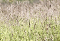 Yorkshirefoggrass, Holcus lanatus.