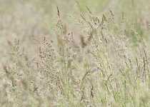 Yorkshirefoggrass, Holcus lanatus.