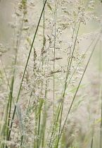 Yorkshirefoggrass, Holcus lanatus.