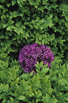 Allium, Allium Hollandicum 'Purple sensation'.