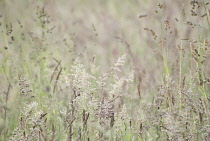 Yorkshirefoggrass, Holcus lanatus.