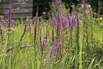 Purpleloosestrife, Lythrum salicaria.
