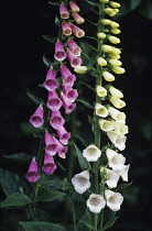 Foxglove, Digitalis purpurea albiflora.