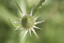 Teasel, Dipsacus fullonum.