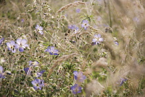 Meadow Cranesbill, Geranium pratense.