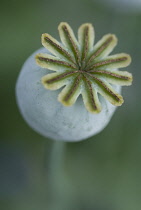 Poppy, Opium poppy, Papaver somniferum.