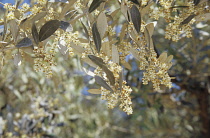 Olive, Olea europea.