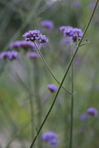 Verbena, Brazilian verbena, Verbena bonariensis.