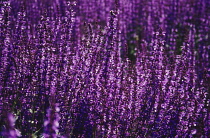 Salvia, Salvia sylvestris 'May night'.