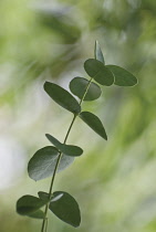 Eucalyptus, Eucalyptus gunnii.