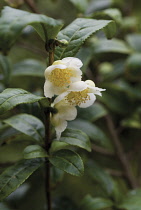 Tea Plant, Camellia sinensis.