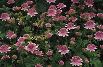 Astrantia, Masterwort.