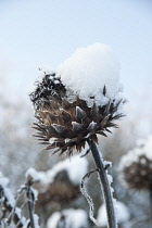 Cardoon, Cynara cardunculus.