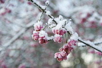 Spindle Tree, Euonymus europaeus.