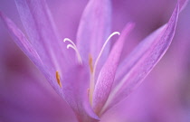 Crocus, Autumn crocus, Colchicum autumnale.