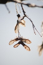 Field Maple, Acer campestre.