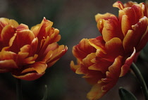 Tulip, Tulipa allegretto.