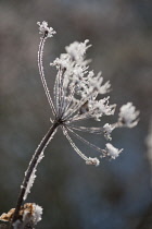 Fennel, Bronze fennel, Foeniculum vulgare 'Purpureum'.