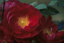 Rose, Rosa 'Henry Kelsey'.