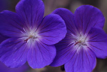 Geranium, Cranesbill, Geranium 'Brookside'.