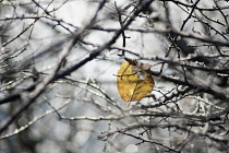 Hazel, Cob-nut, Corylus avellana.