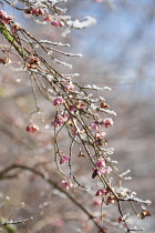 Spindle Tree, Euonymus europaeus.