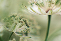 Astrantia, Masterwort, Astrantia major 'Buckland'.