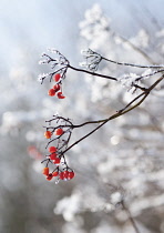 Guelder Rose, Viburnum opulus.