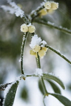 Mistletoe, Viscum album.