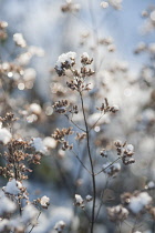 Marjoram, Oregano, Origanum vulgare.