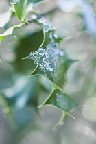 Holly, Ilex aquifolium.