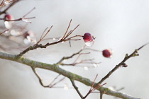 Hawthorn, Crataegus monogyna.