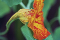 Nasturtium, Tropaeolum majus.