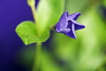 Periwinkle, Vinca major.