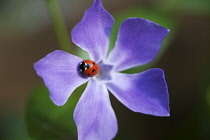 Periwinkle, Vinca major.