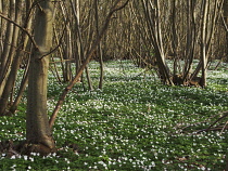 Anemone, Wood anemone, Anemone nemorosa.