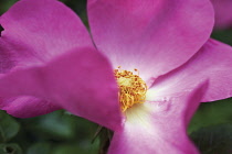 Rose, Wild rose, Dog rose, Rosa 'Summer breeze'.