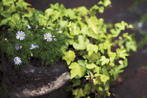 Daisy, Brachycome iberidifolia.