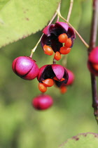 Spindle Tree, Euonymus europaeus.