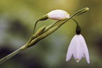 Snowflake, Summer, Leucojum aestivum.