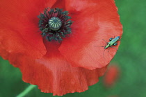 Poppy, Papaver rhoeas.