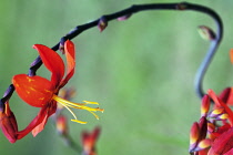 Crocosmia.