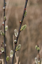 Pussy Willow, Salix.