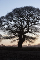 Beech, Fagus sylvatica.