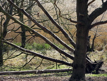 Beech, Fagus sylvatica.