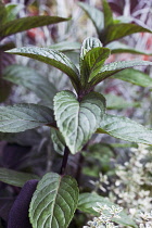 Mint, Chocolate mint, Mentha piperita citrata 'Chocolate'.