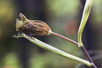 Fennel, Bronze fennel, Foeniculum vulgare 'Purpureum'.