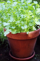 Coriander, Coriandrum sativum.